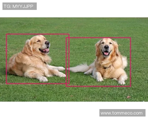 通过图像识别轻松选择足球明星挑战你的视觉与记忆力